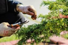 Top 10 Must-Have Tools for Successful Gardening