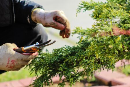 Top 10 Must-Have Tools for Successful Gardening