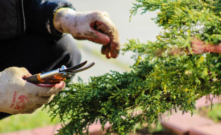 Top 10 Must-Have Tools for Successful Gardening