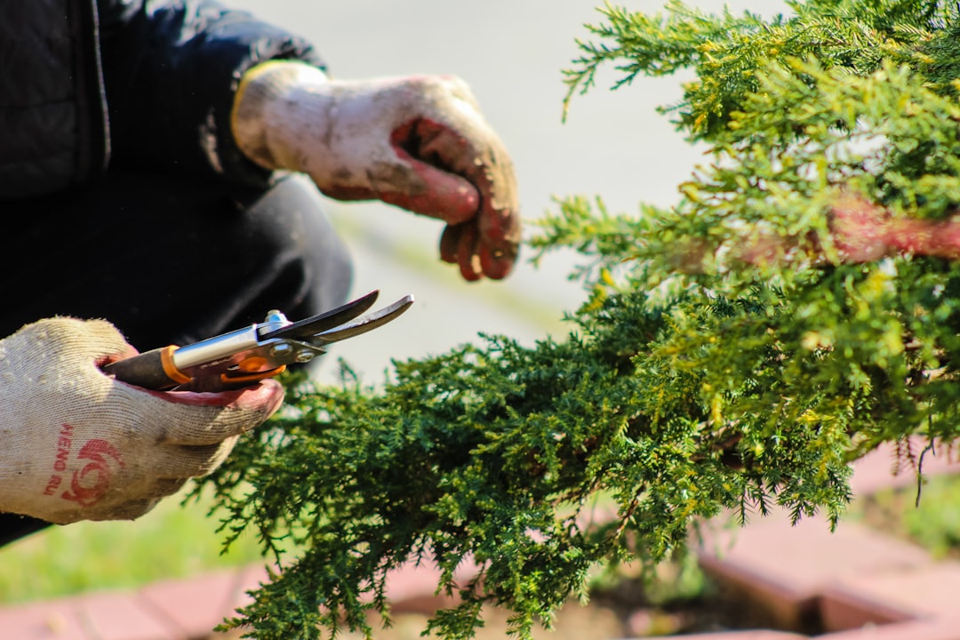Top 10 Must-Have Tools for Successful Gardening