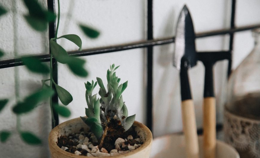 Tips for Organizing Your Garden Tool Collection Effectively