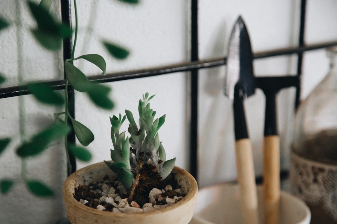 Tips for Organizing Your Garden Tool Collection Effectively