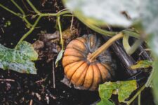 Why Quality Garden Tools Matter for Serious Gardeners