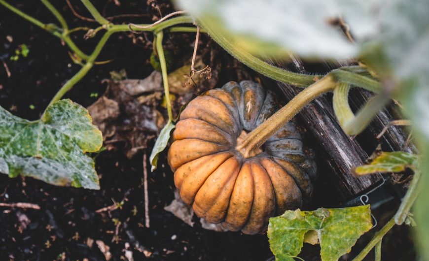 Why Quality Garden Tools Matter for Serious Gardeners