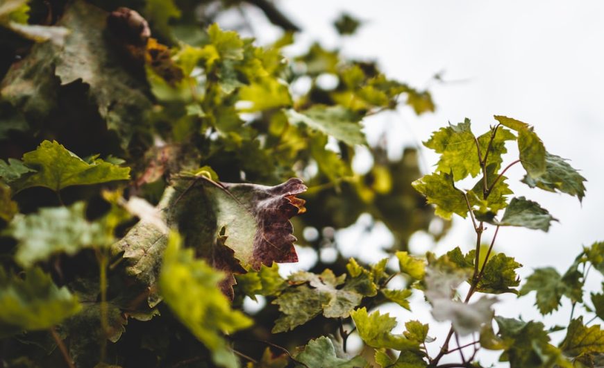 Maximize Your Harvest with the Right Gardening Gear